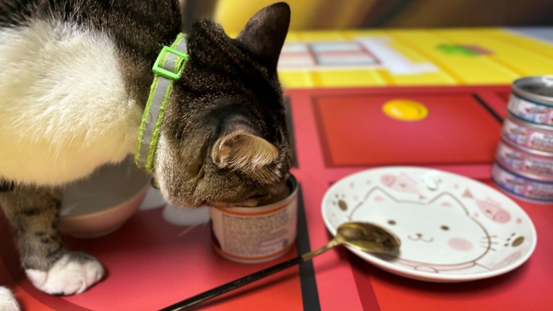 女人知己試用大隊,口碑行銷,部落客行銷,PURRFACT 波菲特貓用主食罐,主食罐,PURRFACT波菲特,貓主食罐,貓罐,PURRFACT波菲特貓用主食罐,魚肉蔓越莓主食罐,鮮嫩雞主食罐,鹿肉雞肉主食罐,牛肉鵪鶉貓主食罐,干貝蠶蛹配方,鱷魚肉白木耳配方,雞肉魚肉配方,安心鶉配方,評價,體驗,適口性佳,心得,成貓適用,高齡貓適用,質地是慕絲狀